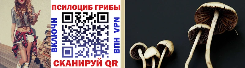 Псилоцибиновые грибы Cubensis  купить закладку  Закаменск 